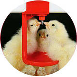 Ніпельна (сосковая) поїлка для кроликів (кролів), гризунів 180 °, фото 2