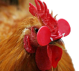 Окуляри для індиків від поклева, фото 3