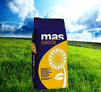 Насіння соняшнику MAS 81.К , MAS Seeds ( Класичний )