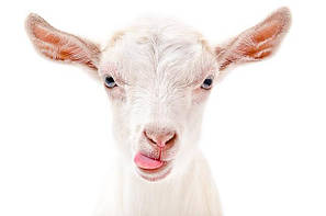 Для овець та кіз