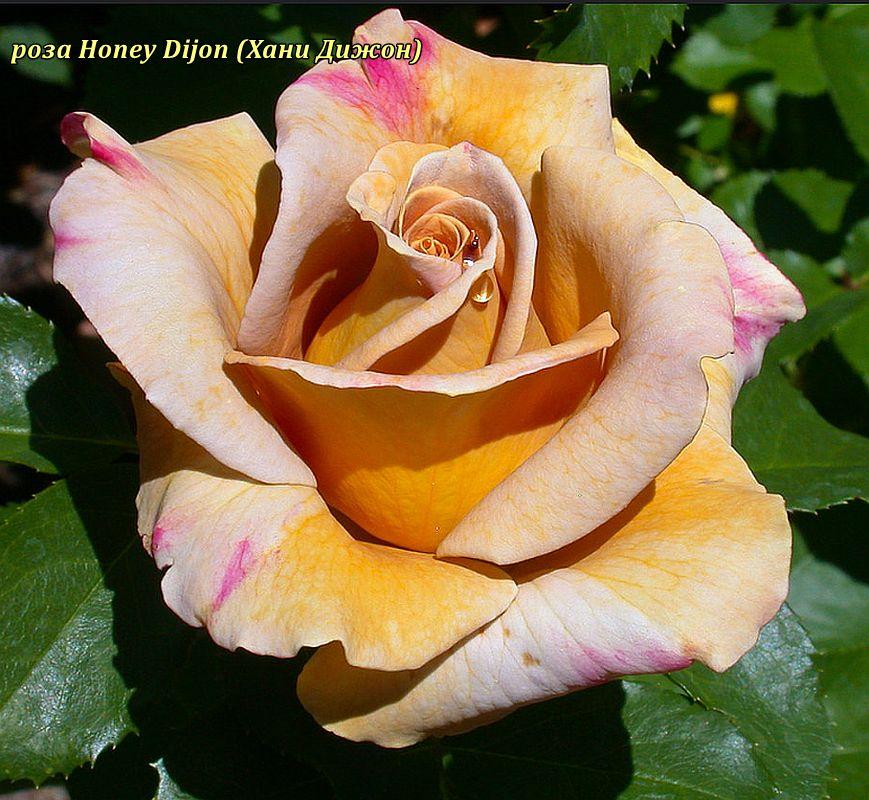 Троянда Honey Dijon (Хані Діжон), фото 1