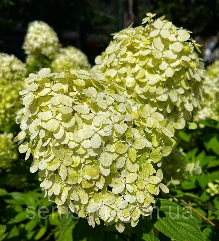 Гортензія волотиста Коттон Крим \ Hydrangea paniculata Cotton Cream ( саджанці 3 роки С5л ) Новинка