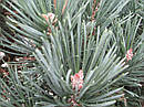 Сосна (Pinus)