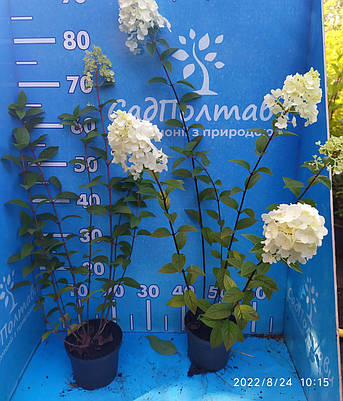 Гортензія Вім Червоний (Hydrangea pan. 'Wim's Red) 3-х річні, фото 2