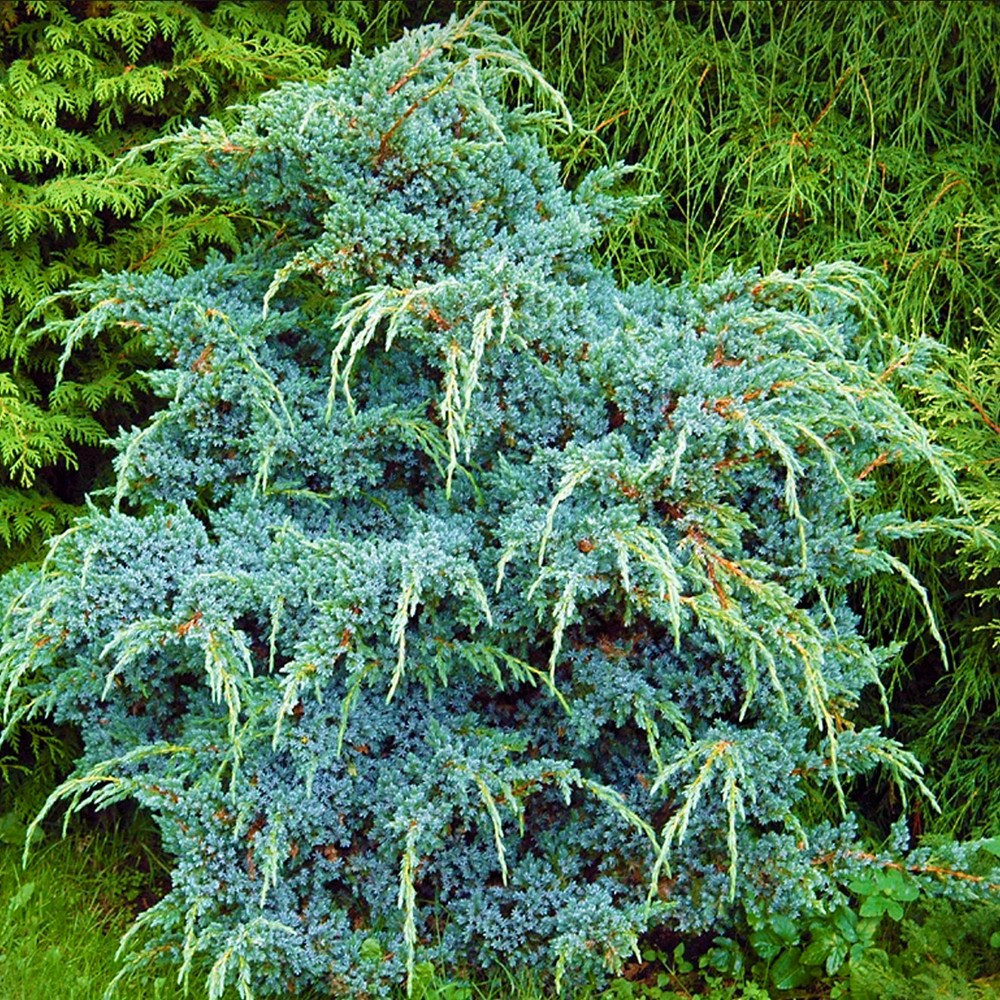 Ялівець лускатий Меєрі (Meyeri), ЗКС у горщиках 1.5 л