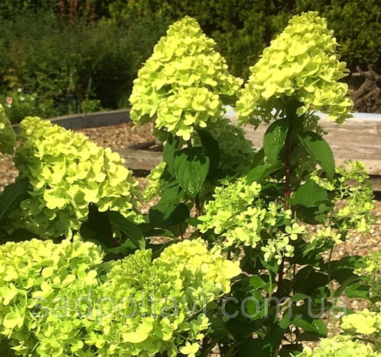 Гортензія оптом Мохіто (Hydrangea pan. 'Mojito) у конт.0,5 л