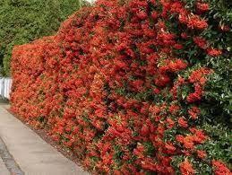 Саженцы Пираканта Оранж глоу, Pyracantha Orange glow в горшке 0,5л