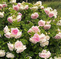 Троянда Ritausma (Рітаусма) паркова