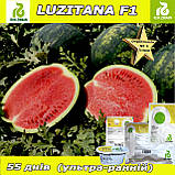 Кавун ультра-ранній ЛУЗІТАНА F1 / LUZITANA F1, ТМ Rijk Zwaan (Нідерланди), фото 3