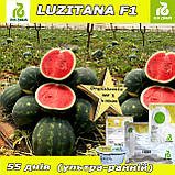 Кавун ультра-ранній ЛУЗІТАНА F1 / LUZITANA F1, ТМ Rijk Zwaan (Нідерланди), фото 2