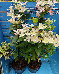 Гортензія Пастель Грін /HYDRANGEA PANICULATA PASTELGREEN 'Renxolor'/ в конт.8л /