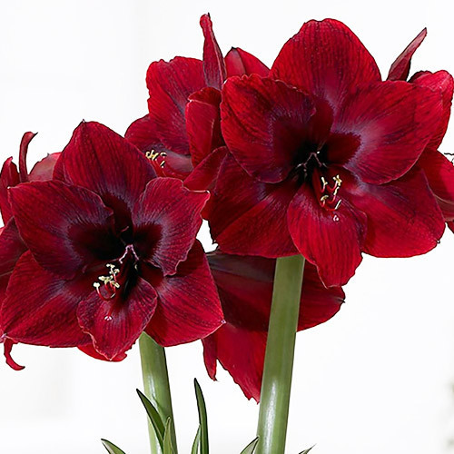 Купить Амариллис Red Pearl (луковицы), цена 127 грн — Prom.ua (ID ...