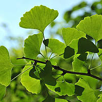 Саджанці Гінкго Білоби / Гінкго Білоба дволопатева / Ginkgo bilŏba