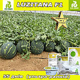 Кавун ультра-ранній ЛУЗІТАНА F1 / LUZITANA F1, ТМ Rijk Zwaan (Нідерланди), фото 4