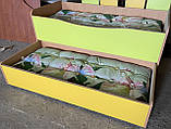 Дитяче 2-х ярусне ліжко шухлядного типу з матрацами, фото 2