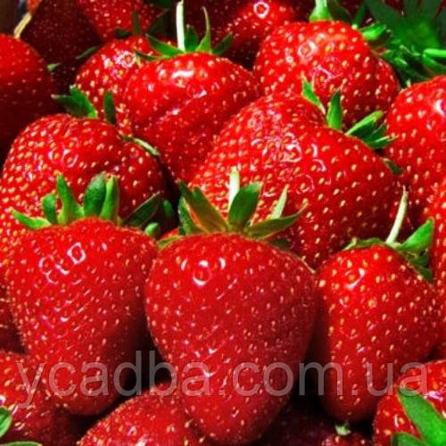 Полуниця Аргентера (пізня)