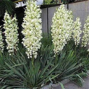 Юка Филаментоза ( Filamentosa ), фото 1