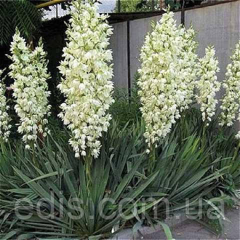 Юка Филаментоза ( Filamentosa )