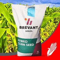 Семена кукурузы П9757 (Brevant) ФАО 390 Бревант