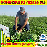 Насіння кавун ультра-ранній БОМБЕЙРО F1 (52026 F1), 1000 насінин, ТМ Hazera Seeds (Нідерланди), фото 4