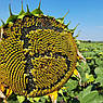 Насіння Соняшнику Під Гранстар Бастен, фото 2