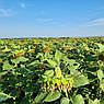 Насіння Соняшнику Під Гранстар Бастен, фото 3