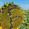 Насіння Соняшнику Під Гранстар Бастен, фото 8