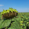 Насіння соняшнику Сумо Бастен, фото 2