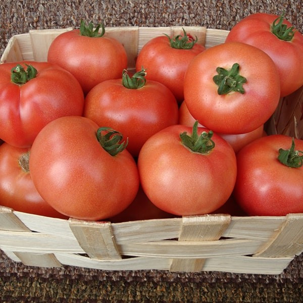 Насіння томату ВП-1 F1 (VP-1) 1000 шт, Hazera