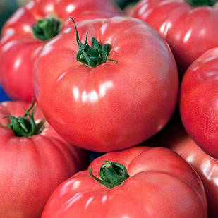 Насіння томату ВП-2 F1 (VP-2) 250 шт, Hazera