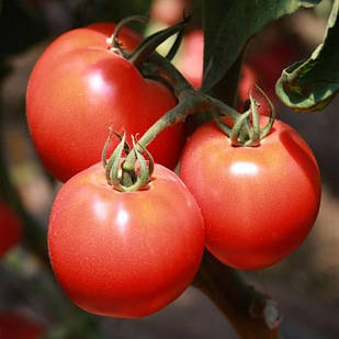 Насіння томату Грифон F1 500 шт, Nunhems