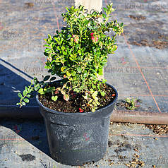 Саджанці брусниці "Руно Белявское" 2 річні, конт. 3 л