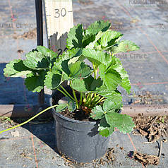 Розсада полуниці сорт Флоренс, конт. 2 л