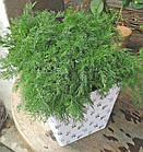 Кріп Кущовий, Садиба центр 10 г, фото 2