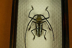 Засушений жук Batocera Wallacei (Indonesia 2008)