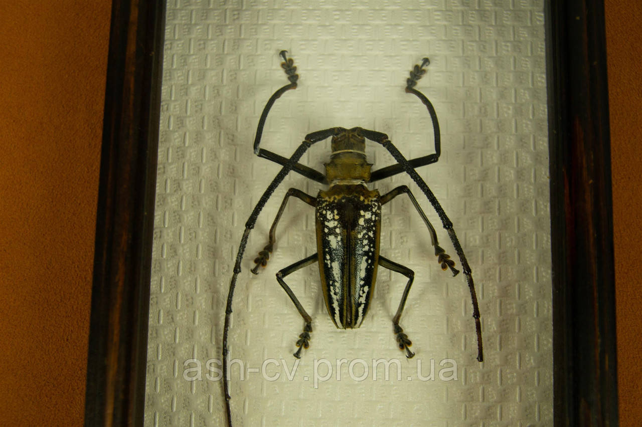 Засушений жук Batocera Wallacei (Indonesia 2008)