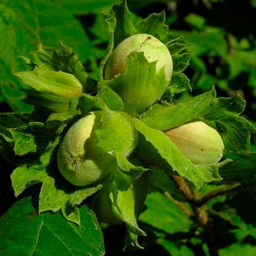 Саджанці фундук Президент “Караманівський” відводки (дворічка), фото 1