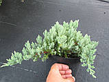 Juniperus procumbens "Nana", Ялівець лежачий "Нана" C2, фото 2