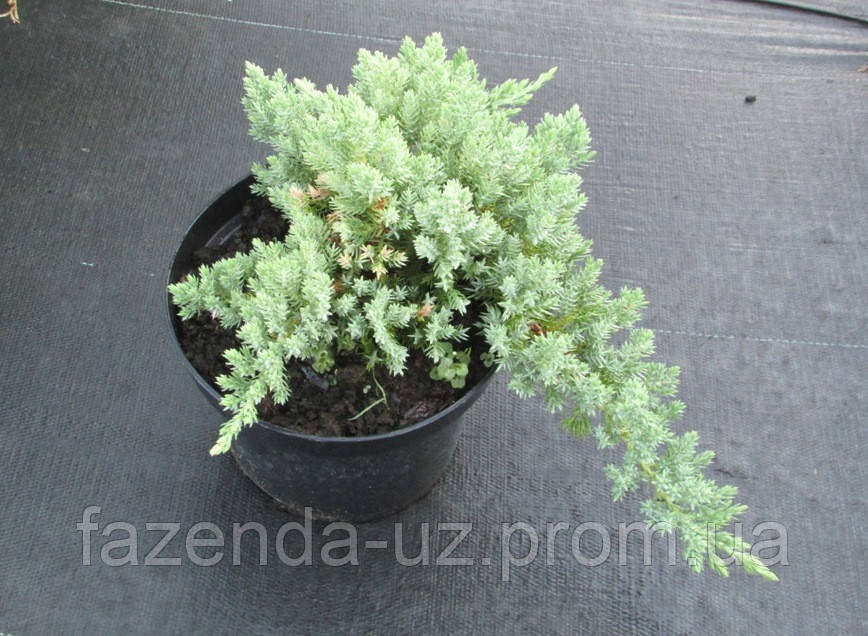 Juniperus procumbens "Nana", Ялівець лежачий "Нана" C2