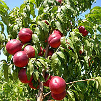 Нектарин Гео. Підщепа алича