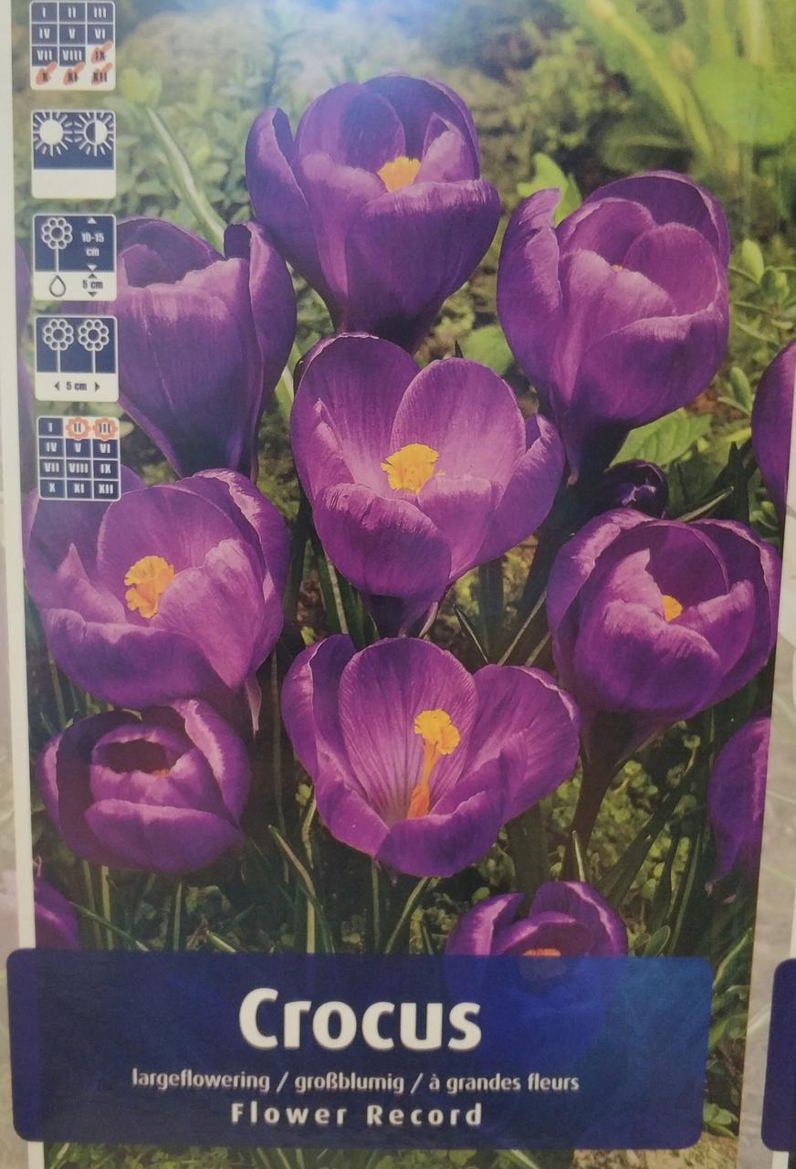 Крокус великоквітковий Flower Record 1шт