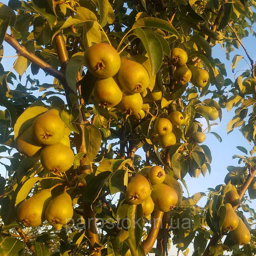 Груша Харроу Делайт. (Айва Елін). (смс). Осінній сорт., фото 1