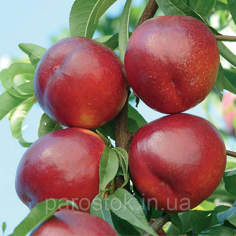 Нектарин Морсіані. Підщепа алича, фото 1