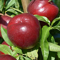 Нектарин Морсіані. Підщепа пуміселект