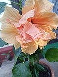 Гібіскус кімнатний персиковий квітучий Double Peach, фото 5