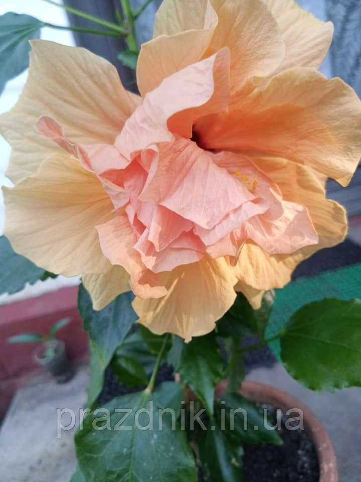 Гибискус комнатный персиковый махровый взрослый Double Peach, цена 220 ...