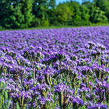 Фацелія сидерат 0,5 кг, насіння (врожай 2025 р), фото 2