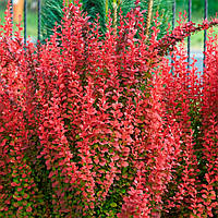 Барбарис Тунберга Оранж рокет, Berberis thunbergii Orange Rocket