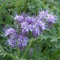 Фацелія сидерат 10 кг, насіння (врожай 2025 р)