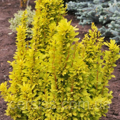 Барбарис Тунберга Голден рокет, Berberis thunbergii Golden Rocket - фото 2 - id-p1674181486